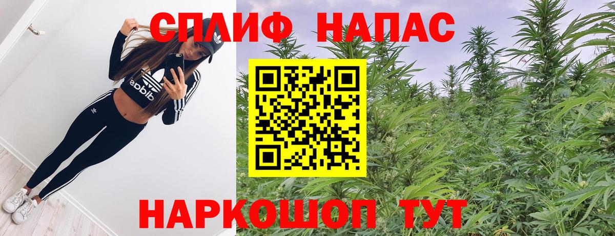 Канабис конопля Карачаевск